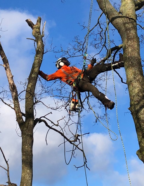 Arborist fra Anlægsgartner Gottlieb A/S beskærer træer
